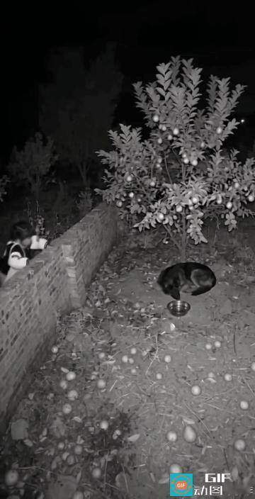 送礼有用。
丫头是有备而来的。
“吃人嘴软，拿人手短。”
此视频，狗子把人情世故