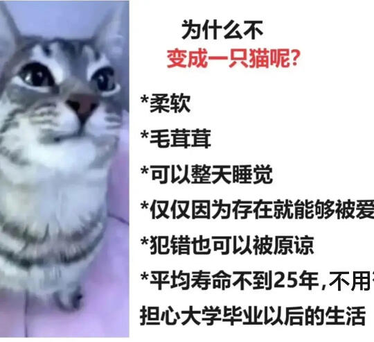 为什么不变成一只猫呢