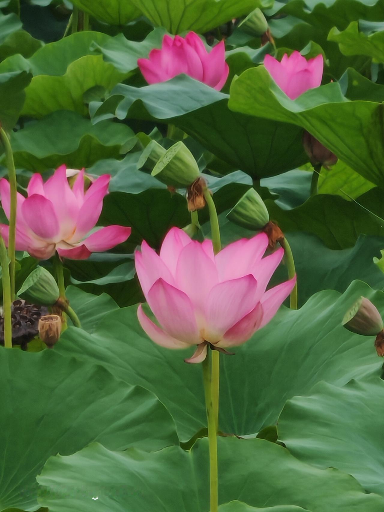 荷花含露翠，莲叶映红霞。北京温榆河公园里花很漂亮