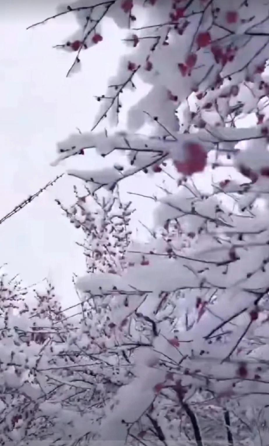 洁白的雪花，纷纷扬扬，似是天女洒下的琼花，要将世界装扮成纯净的琉璃之境，以冰雪的