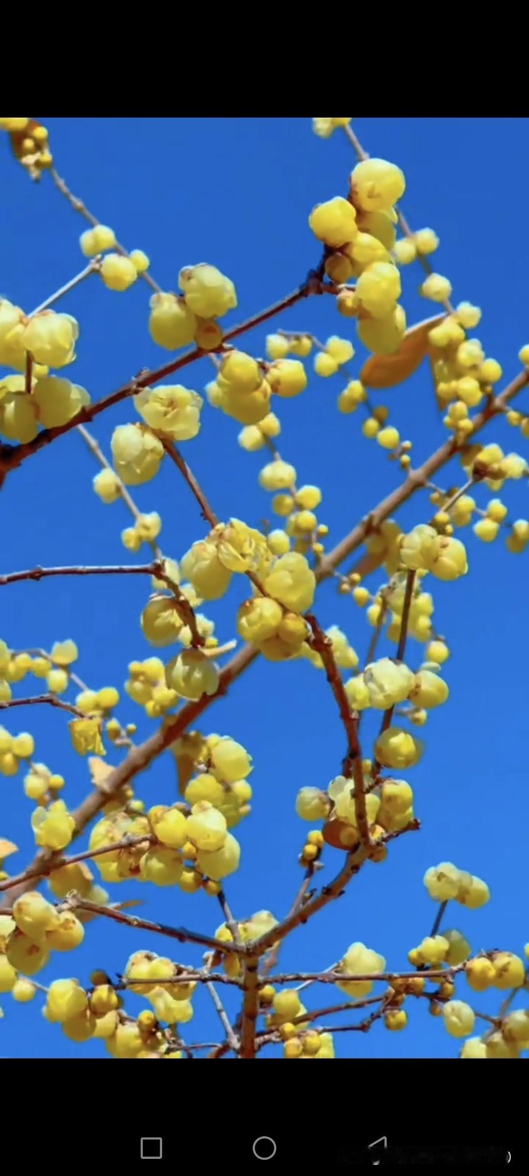结合梅花的傲骨特质与晒图大赛场景，为你优化创作专属笔记，突出梅花的独特韵味与画面