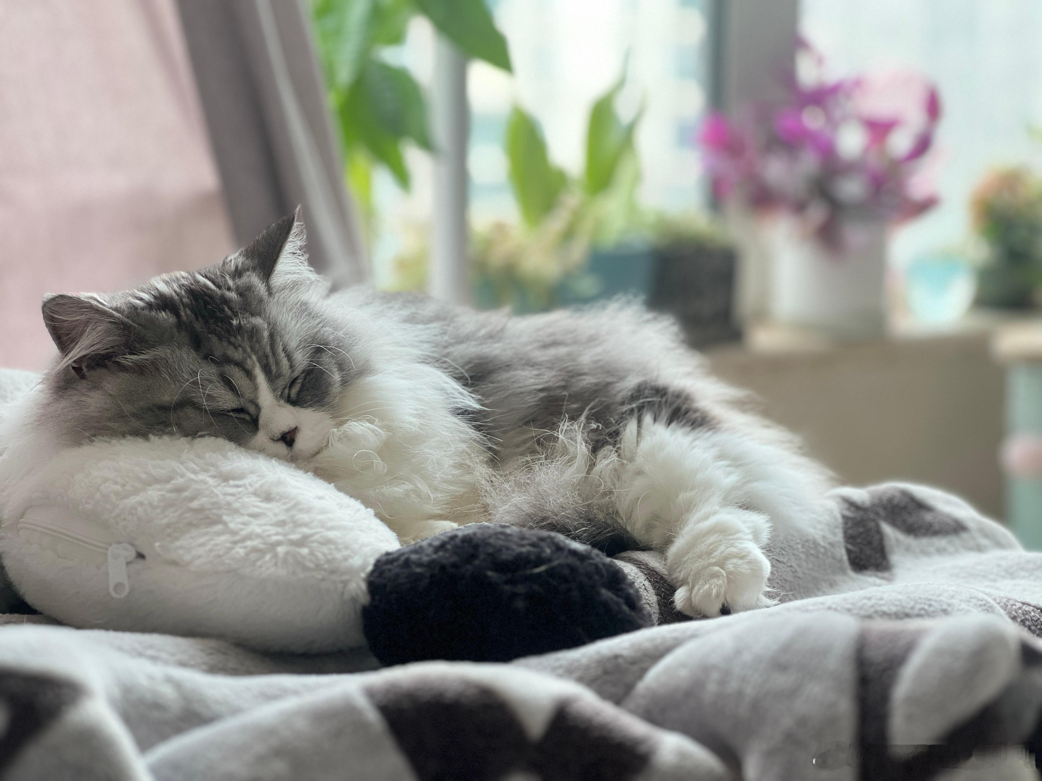 就说可不可爱吧。宠物猫可爱