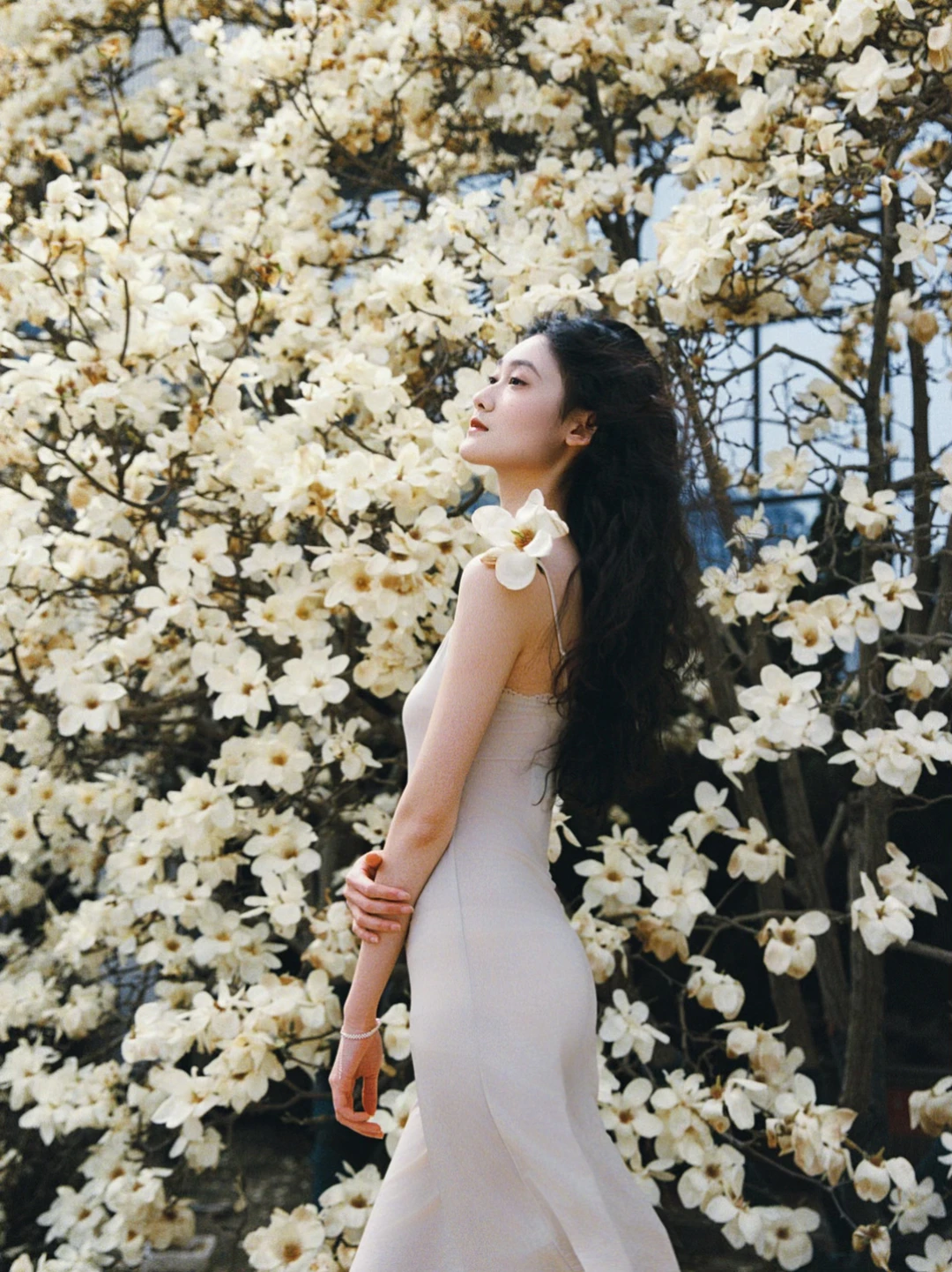 影像与记忆｜校园里的玉兰花开藏着青春回响