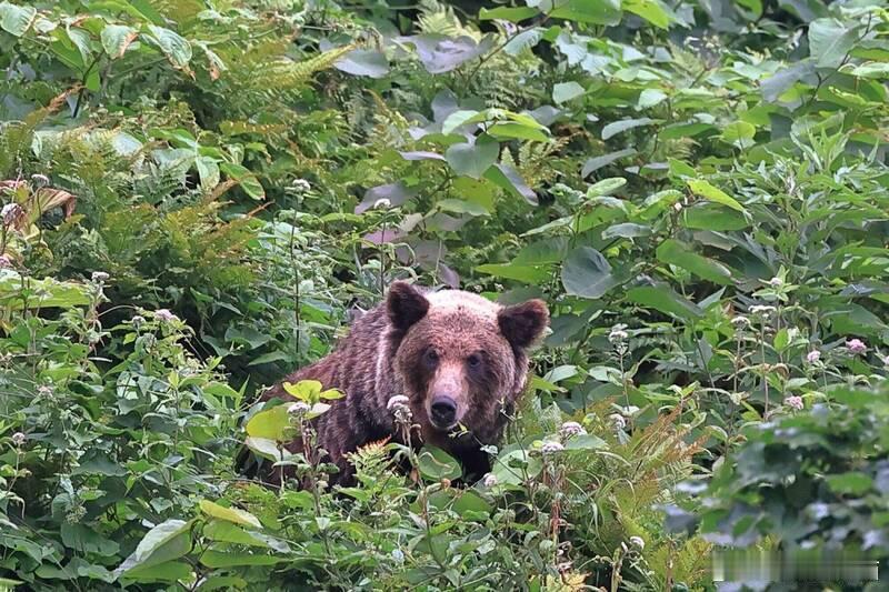 【北海道登山者遭熊袭身亡 智能手表GPS数据曝光 揭示生命终结与遗体被拖行轨迹】