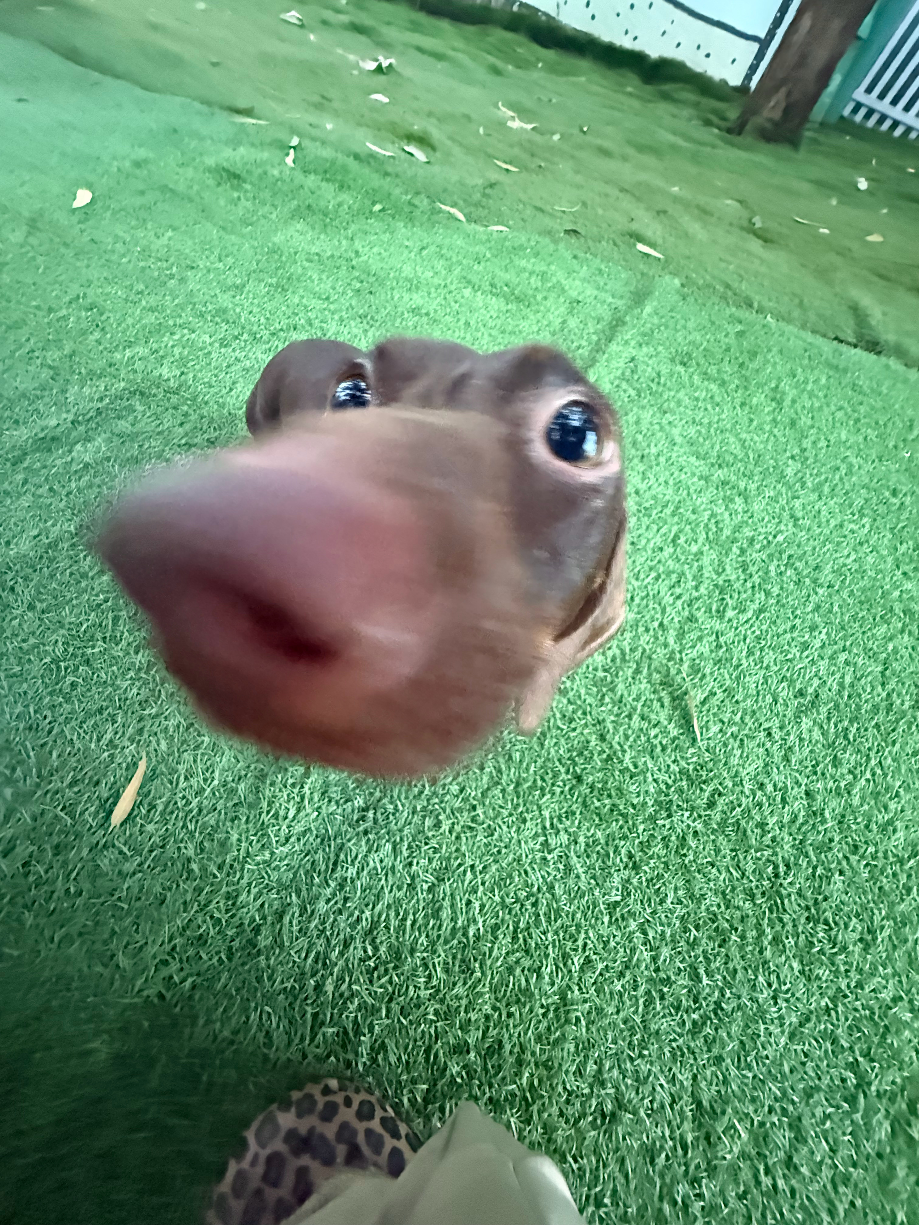 菜花蛇 