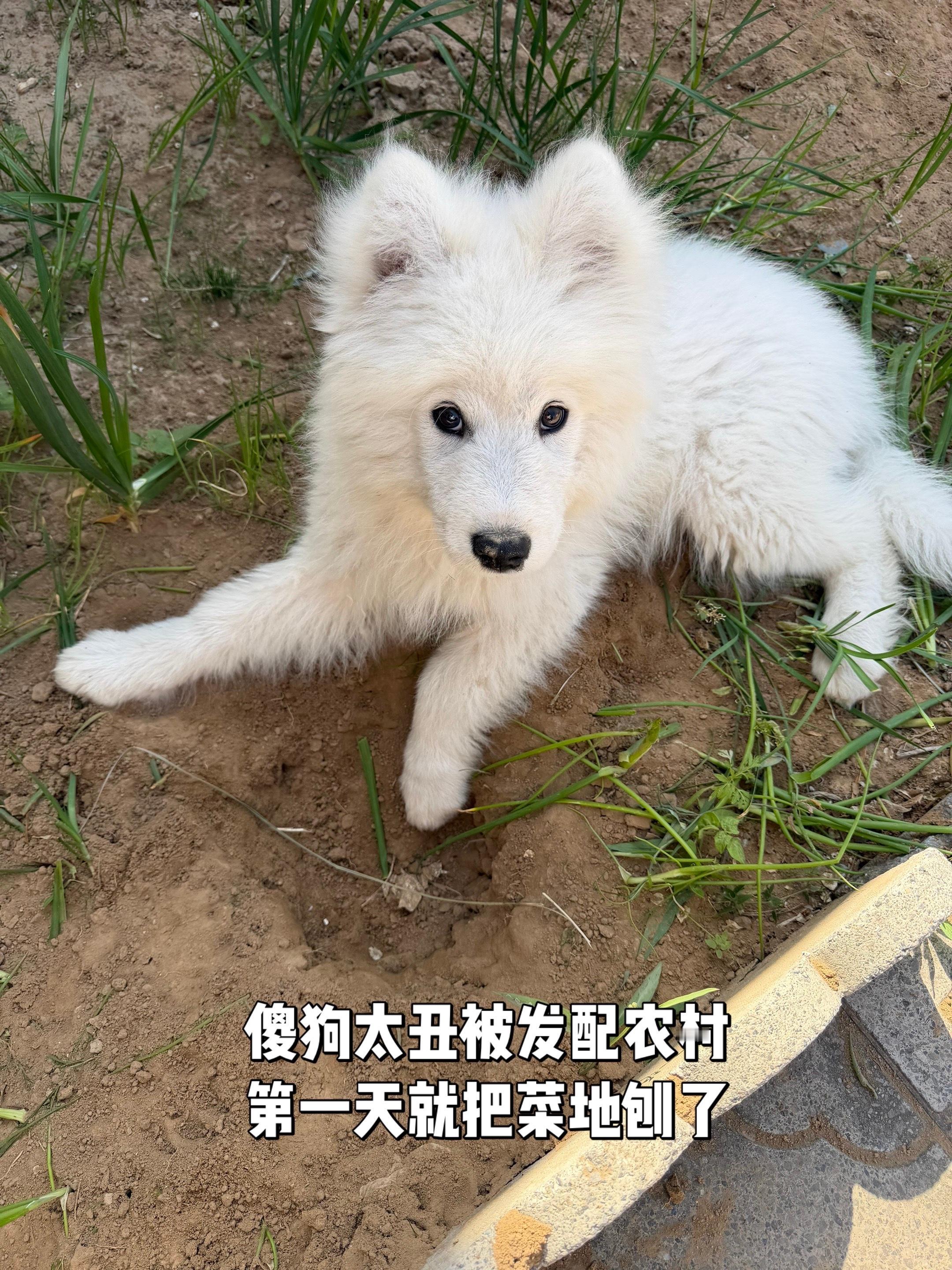 被狗耽误的历史博主 傻狗太丑被发配农村，第一天就把菜地刨了萌娃熊宝萨摩耶