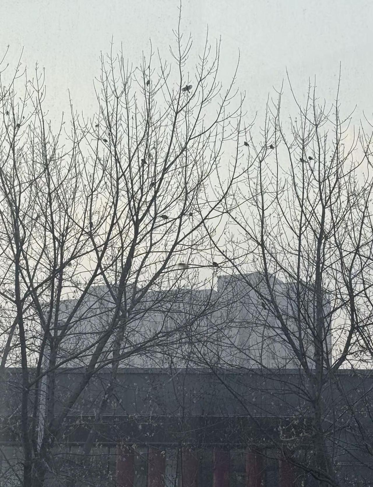 树上九只鸟，猎人开枪打掉一只还剩几只