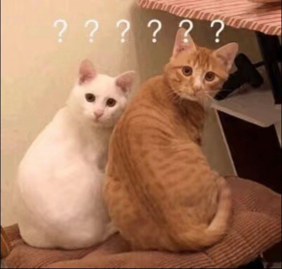 猫咪表情包。 