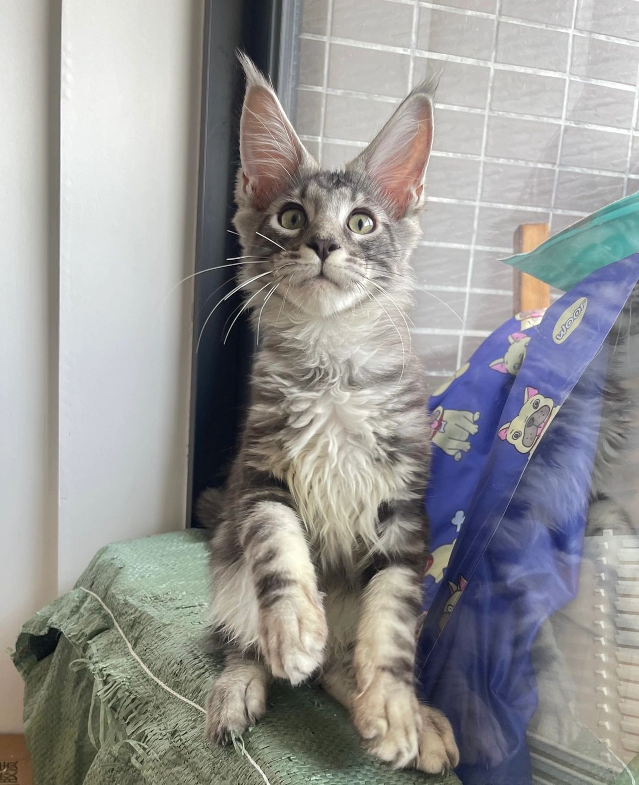 缅因｜👉右滑帮哥爆毛