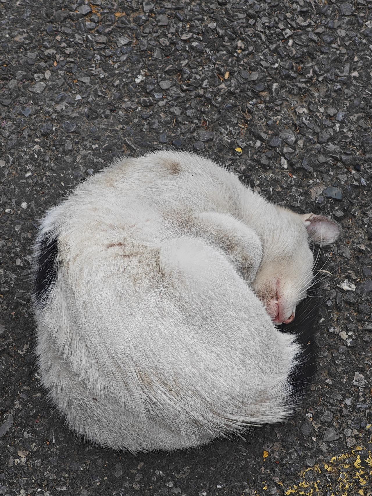 这只猫睡得可真沉啊！
前几天路过一家幼儿园，瞧见园门口人行道的正中间卧着一只白猫