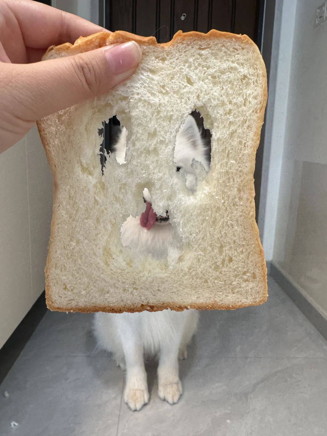 听说狗狗在心虚的时候都会假装自己很忙？