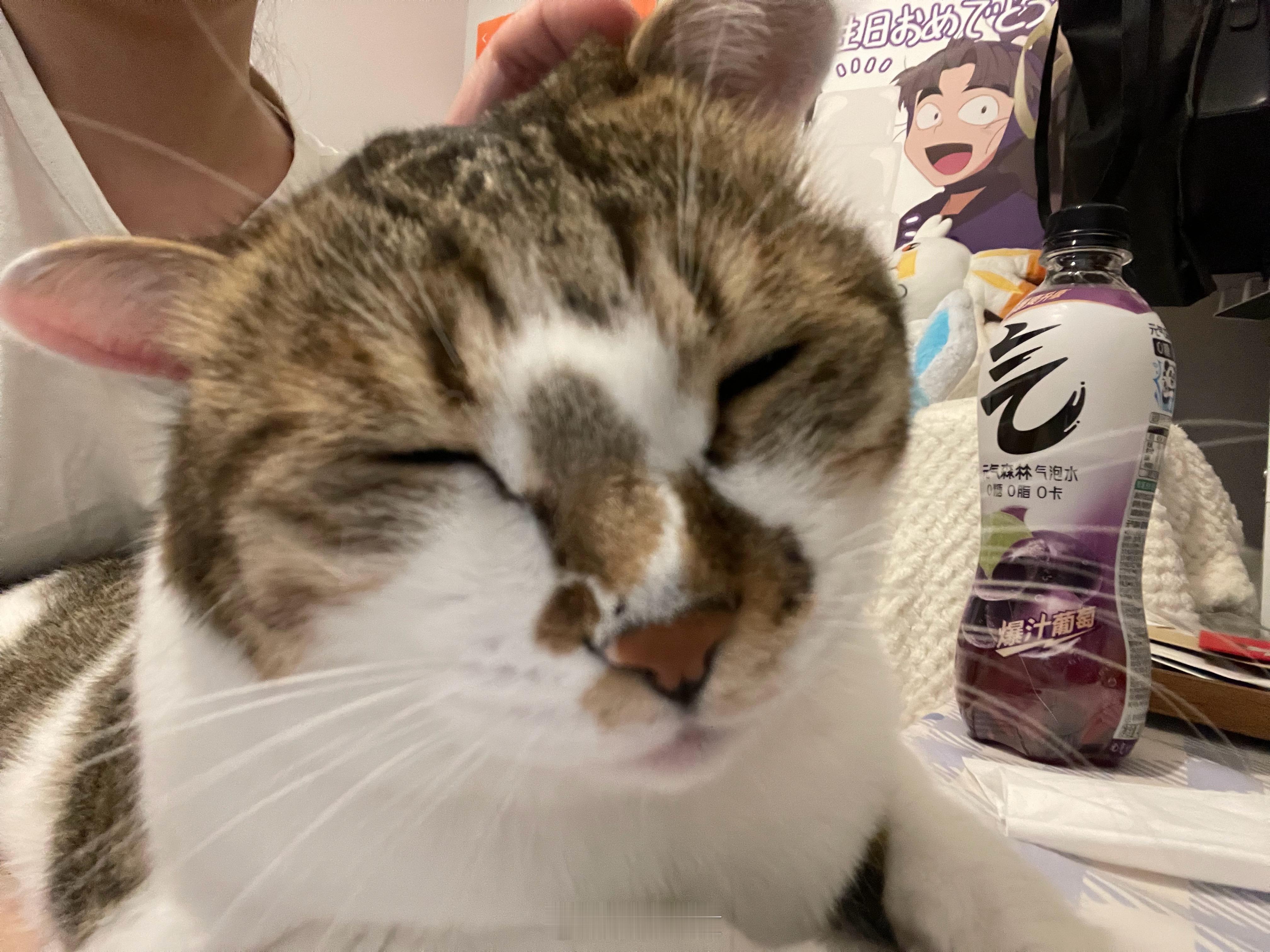 是猪是兔子 