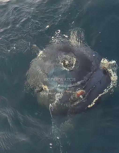 伊朗伊斯兰革命卫队海军在霍尔木兹海峡附近布设的1枚锚雷失控，飘到了阿曼海岸线附近