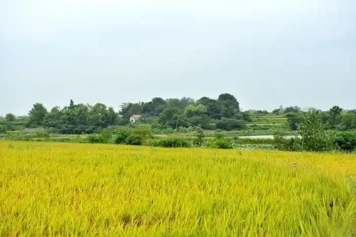 今天老妈突然打电话来，让我在城里给她找个事做，扫地的或者餐馆洗盘子的都行。我说妈