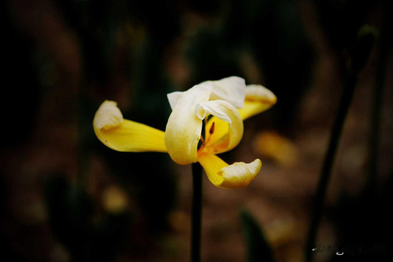 今天又拍了几朵牡丹花

各种颜色的牡丹