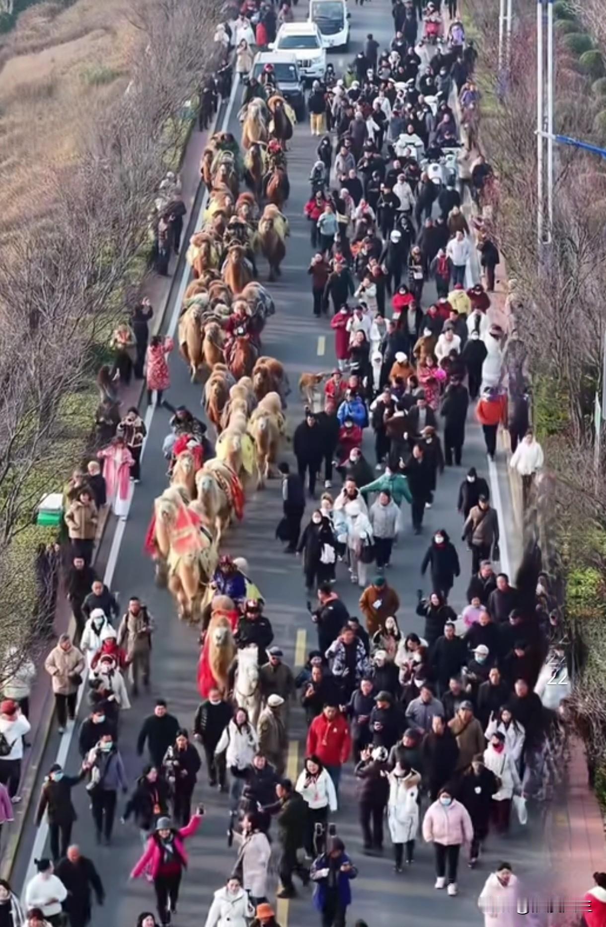 东天山骆驼队与三门峡天鹅🦢会面。
今天，东天山骆驼队到达三门峡天鹅湖与天鹅会面