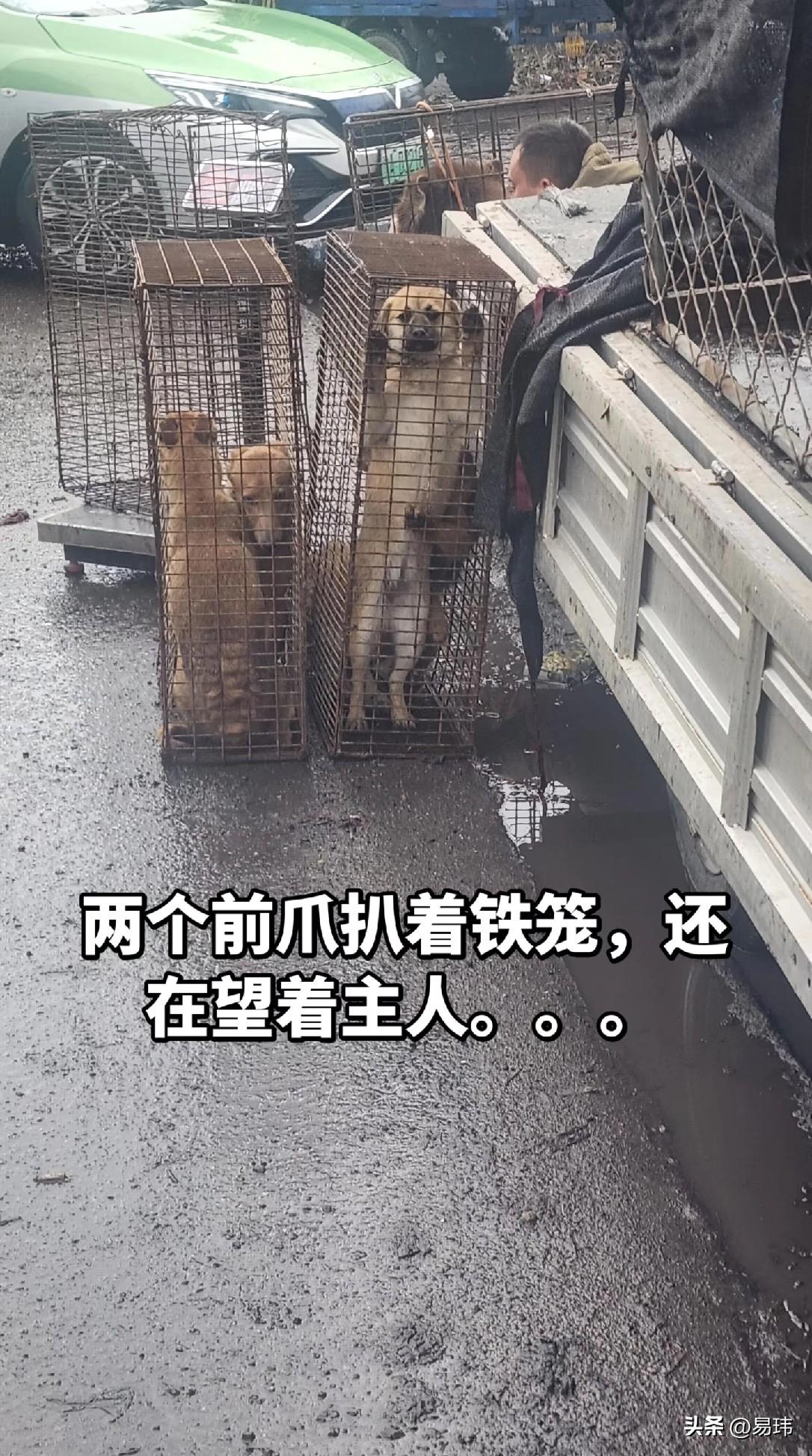太可怜了！这天一位大哥去菜场买菜，当他走到一个狗肉车的时候，看到了令人伤感的一幕