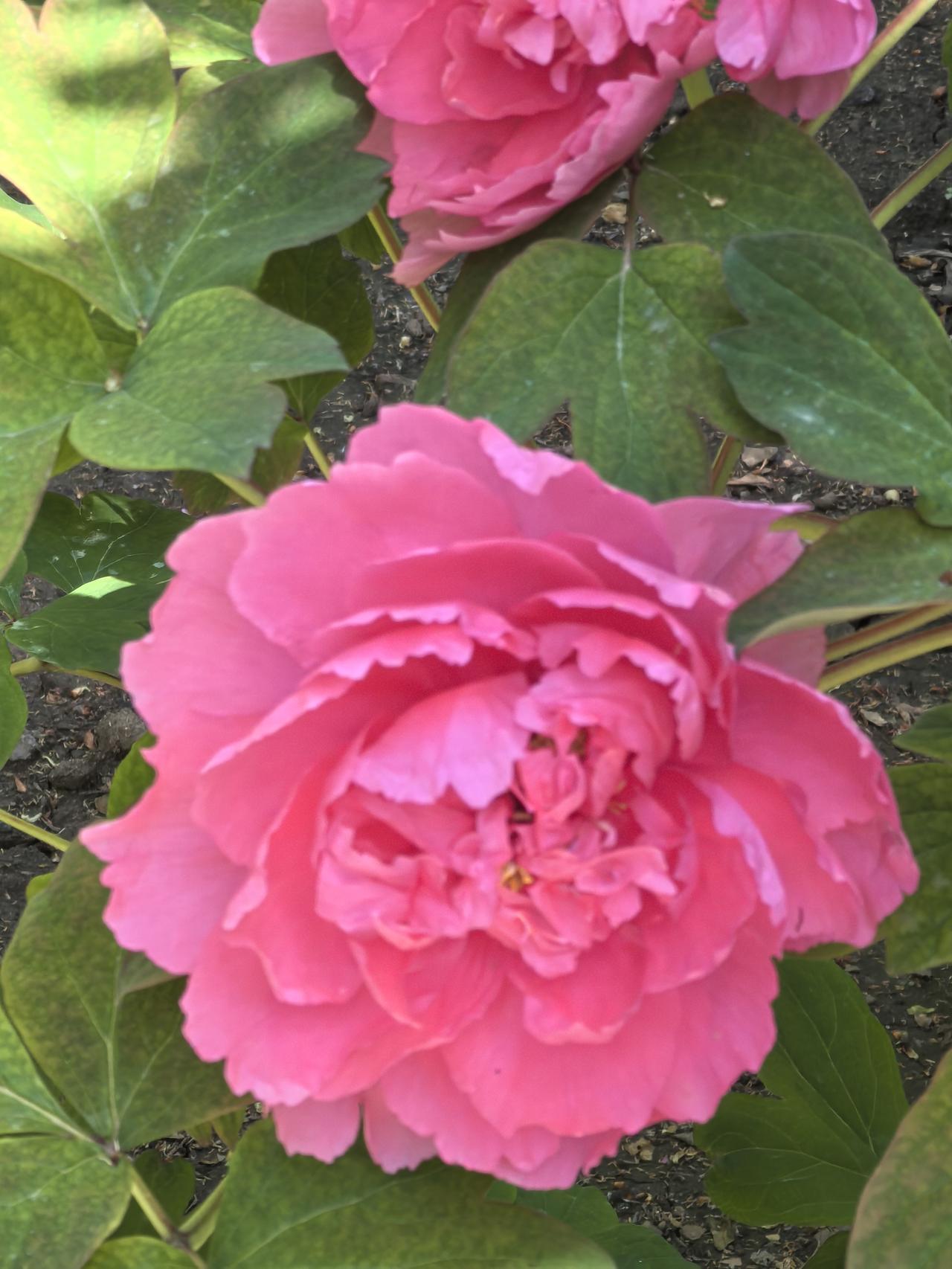 粉花映绿叶，春意满人间。