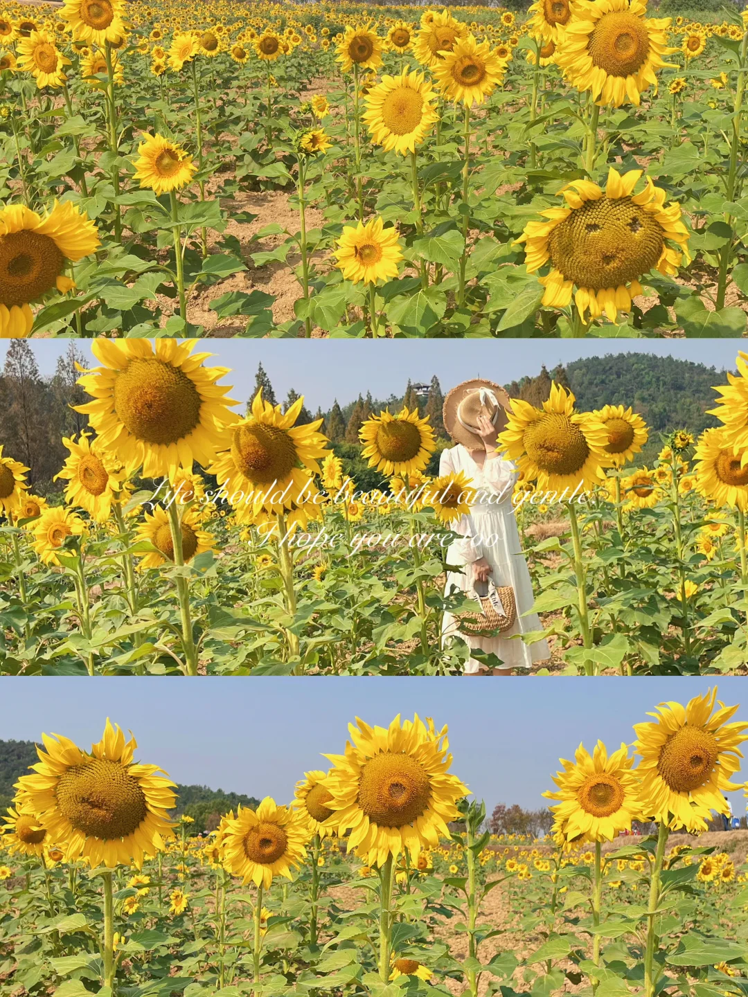 10.9日实拍📷森林公园向日葵花海已开爆🌻