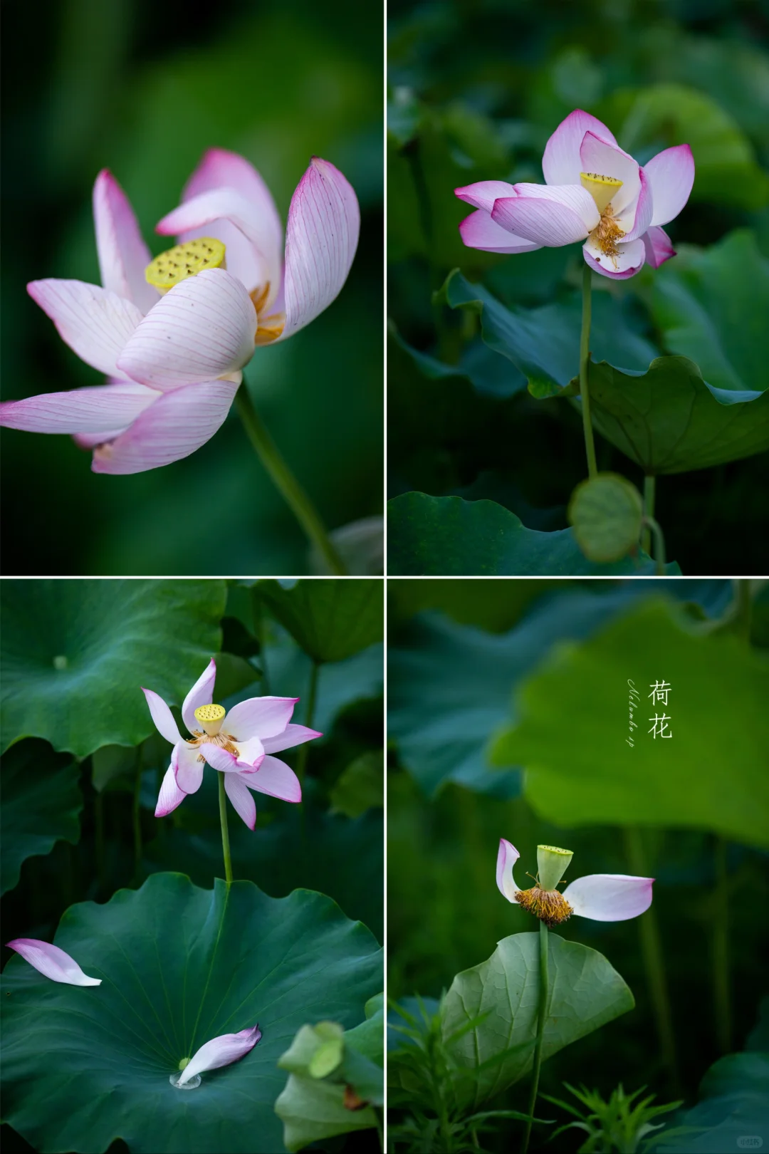 雨后听荷|植物美学摄影