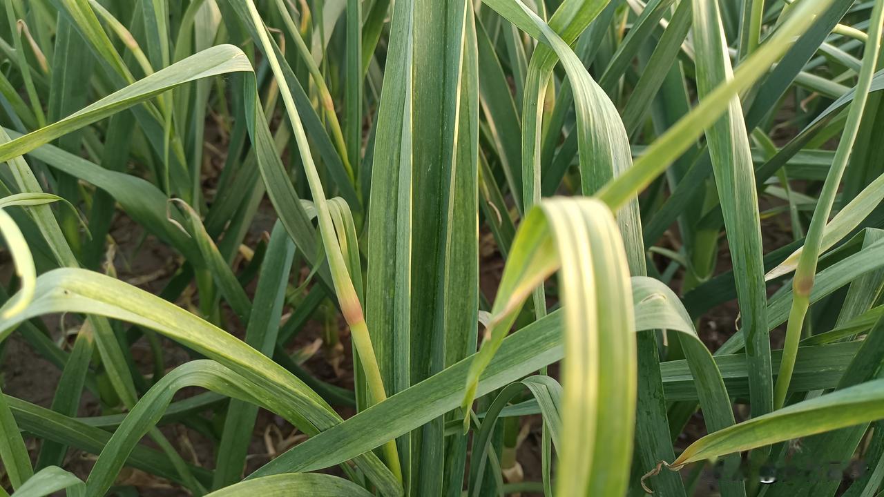 蒜米每斤1.7-1.8元左右，印尼每斤1.8-2.0元，一般混级每斤1.8-1.