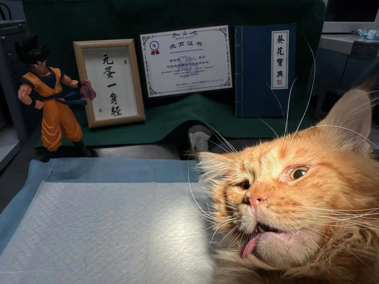 告别恋爱脑，无蛋一身轻😏
#猫咪# #萌宠#