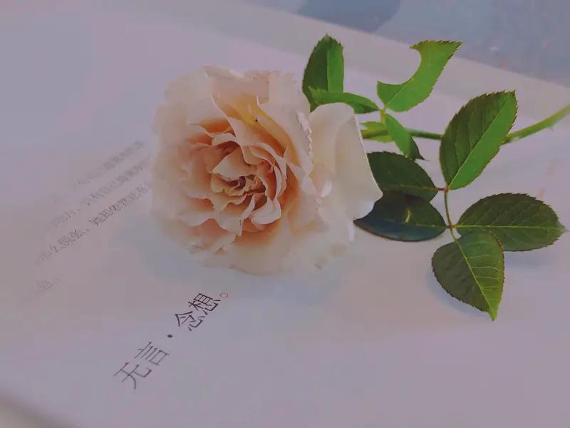很多人以为女性渴望物质和甜言蜜语，其实女性最核心的情感需求是被看见、被懂得、被稳