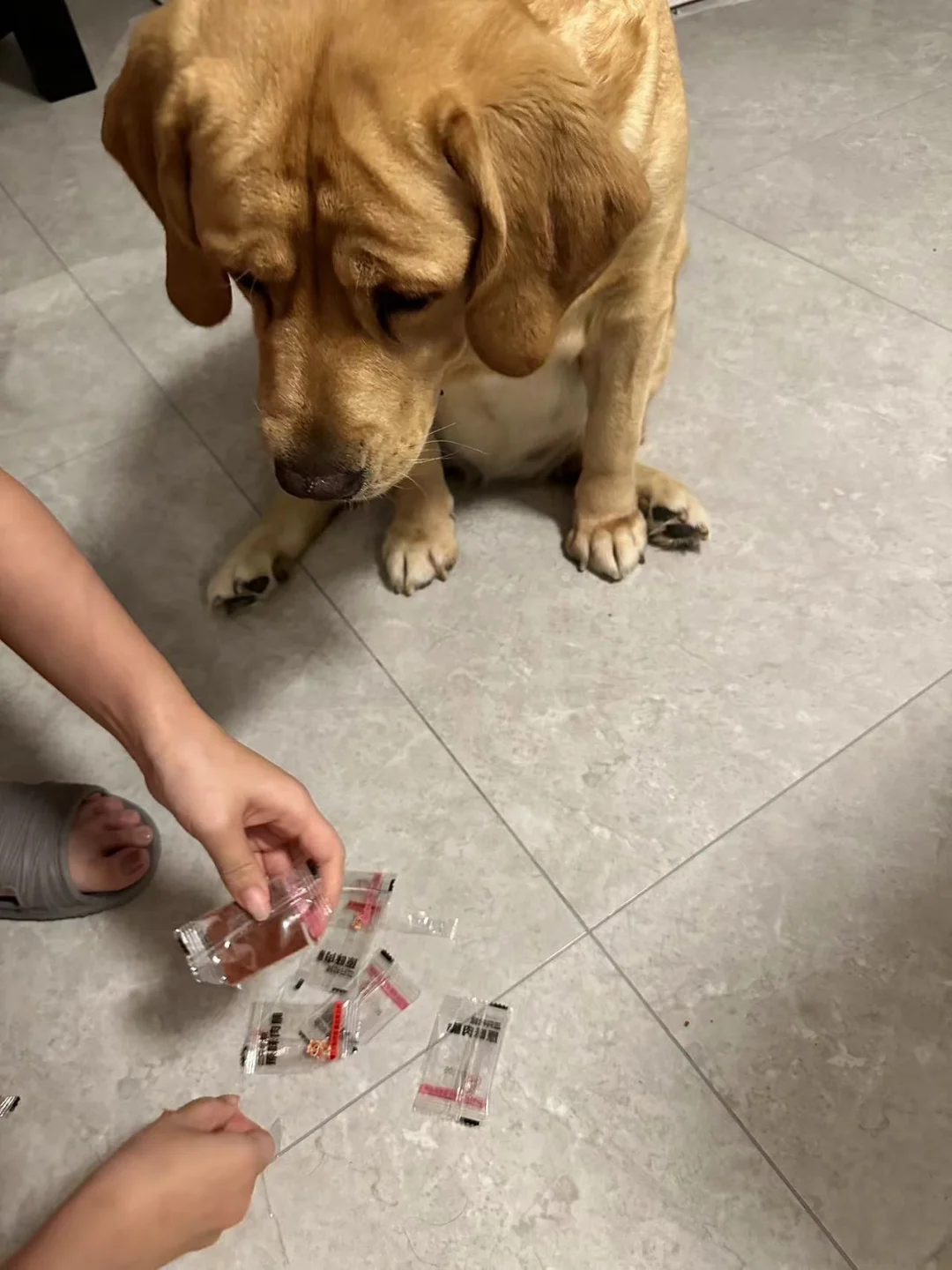 完蛋了，我偷吃了小狗的肉干，现在数量对不上