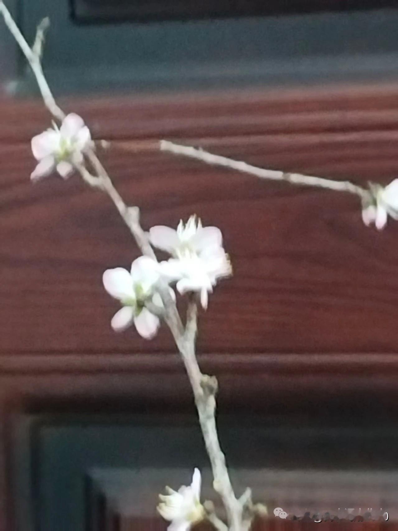 临西县城北湖公园里冬天竟然还有桃花开放，是桃花辜负了春的期许与冬幽会还是小雪对冬