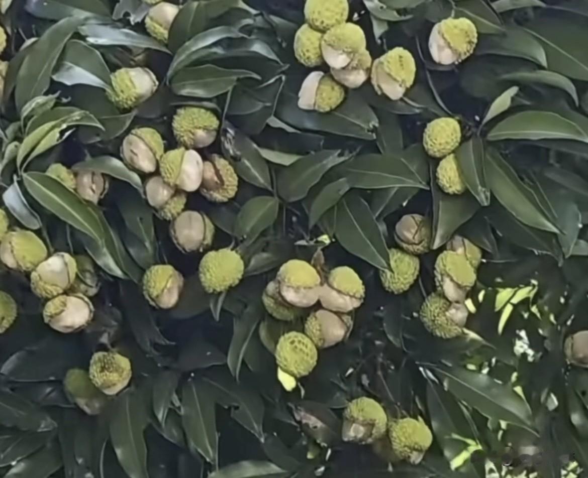 @豆包，这荔枝是什么原因
造成的呢⁉️