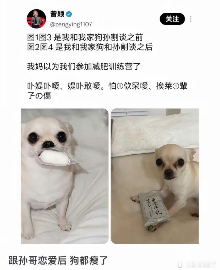 曾颖和孙宇晨恋爱后 狗不仅瘦了 泪痕都出来了 ​​​