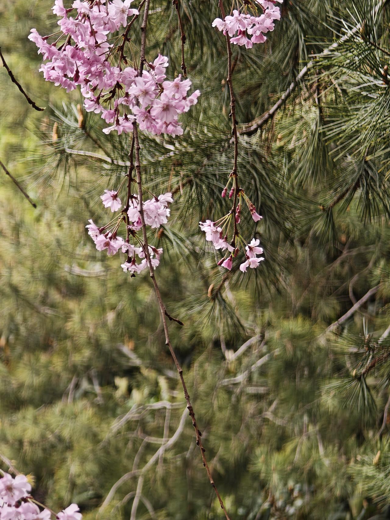 用镜头留住春天晒晒你拍的花早樱