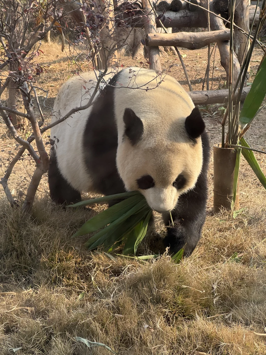 2.21熊猫基地人真的没有很多呀
