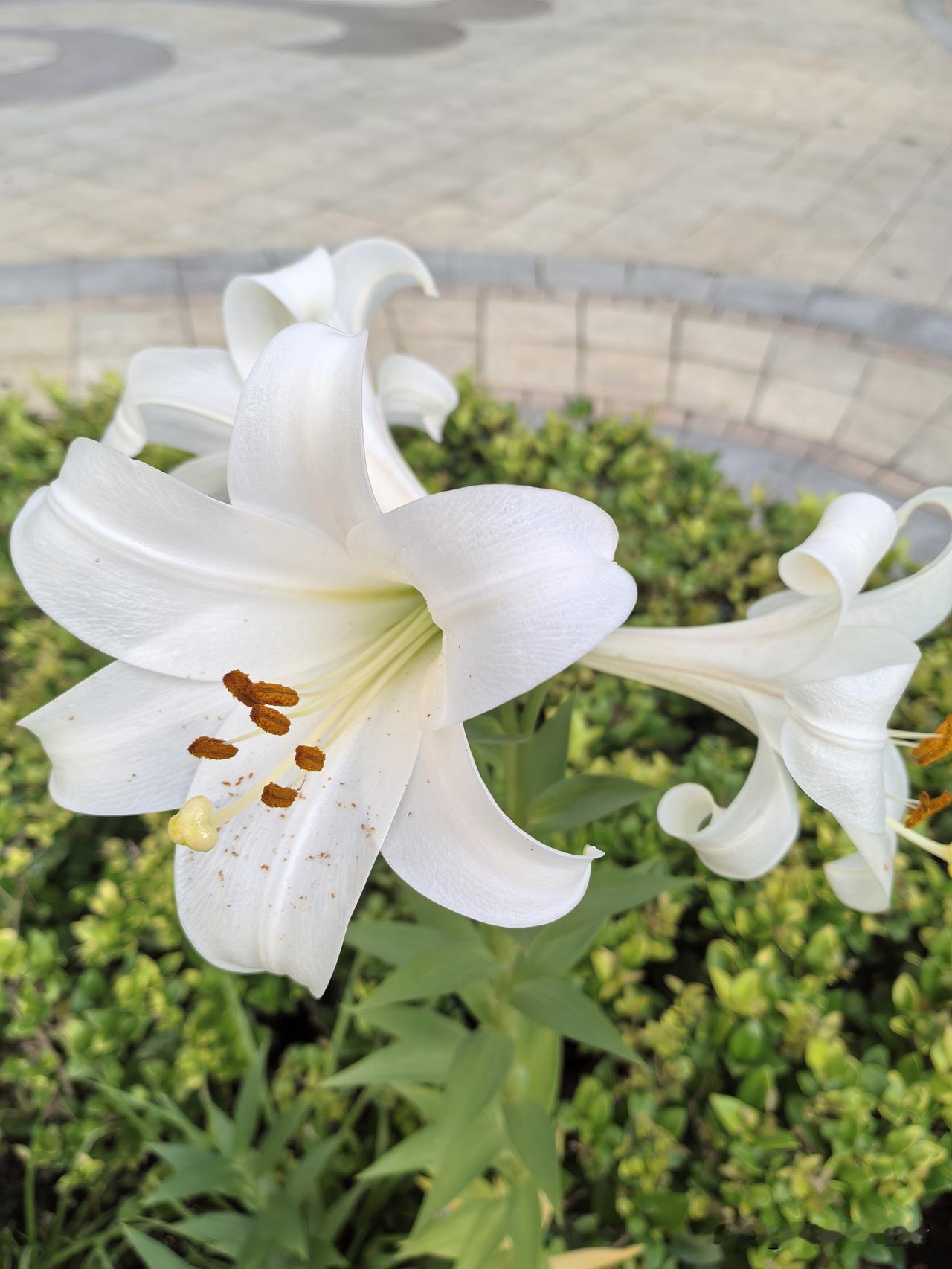 今天去雇主家，进小区闸门就看到了那束百合花开了，兴奋的跑过去咔咔咔拍了几张。
相