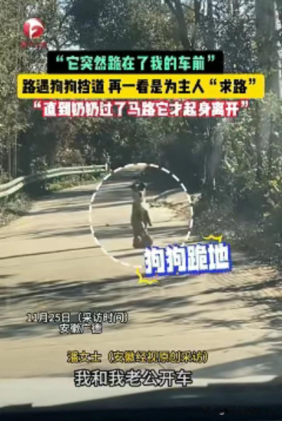 科学也解释不清了！近日安徽广德，女子跟老公开车回家时在路上遇见了一只双腿站立行走