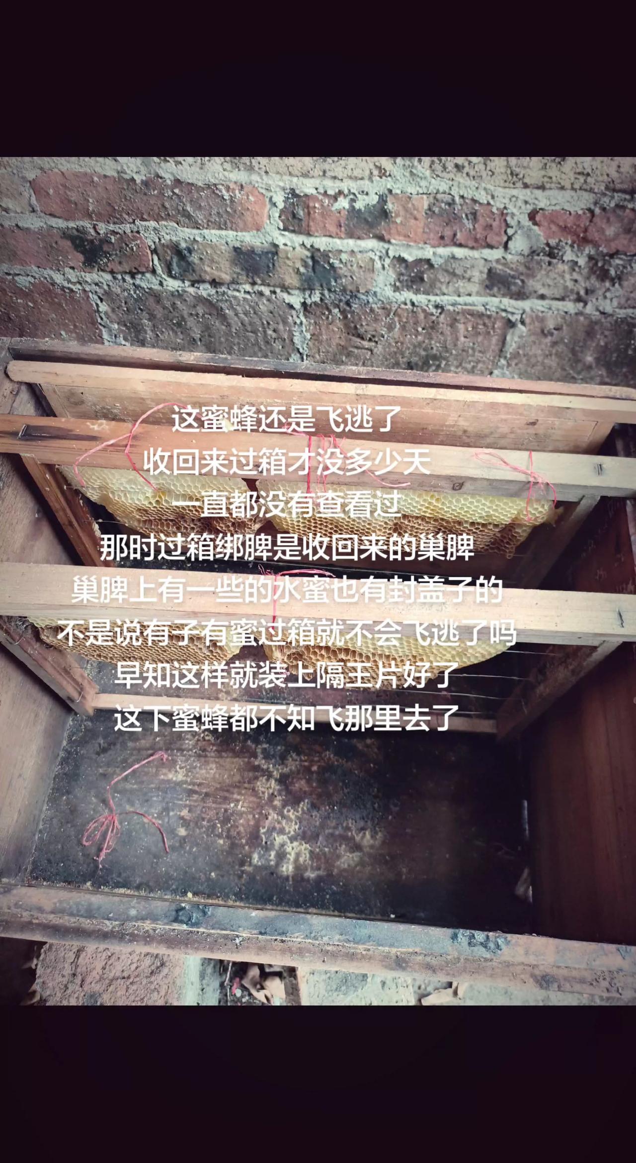 这蜜蜂还是飞逃了
收回来过箱才没多少天
一直都没有查看过
那时过箱绑脾是收回来的