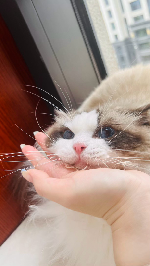 甜猪：哼