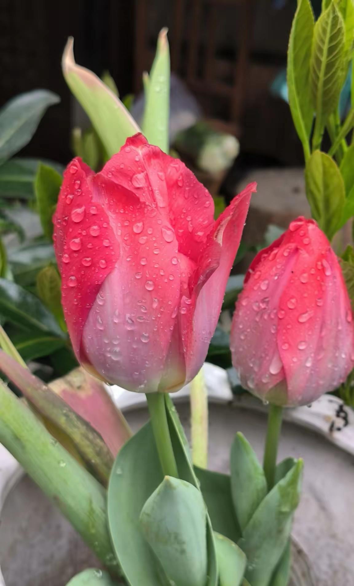 春夜喜雨
 
夜色轻笼，细雨无声
落在窗前，也落进我心
 
它不喧哗，只悄悄亲吻