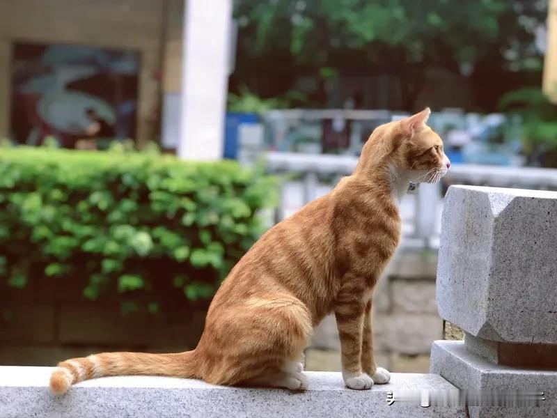 对联这玩意儿，讲究可不少。就说“抬头望月月不语”这句上联，得遵循平仄对仗、字句工