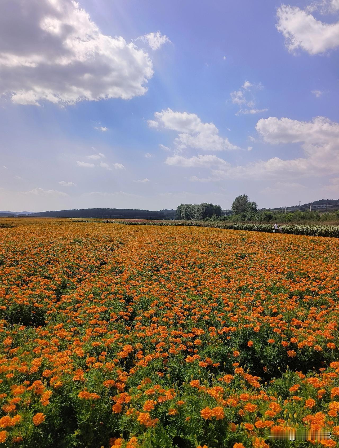这些繁花马上就要凋零了，因为明天的气温就要降到0度以下了，明天过后，这些花海的壮