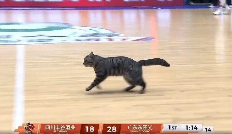 四川男篮vs广东男篮猫咪都可能看不下去了，四川队已经十七连败，何时能够取得赛季首