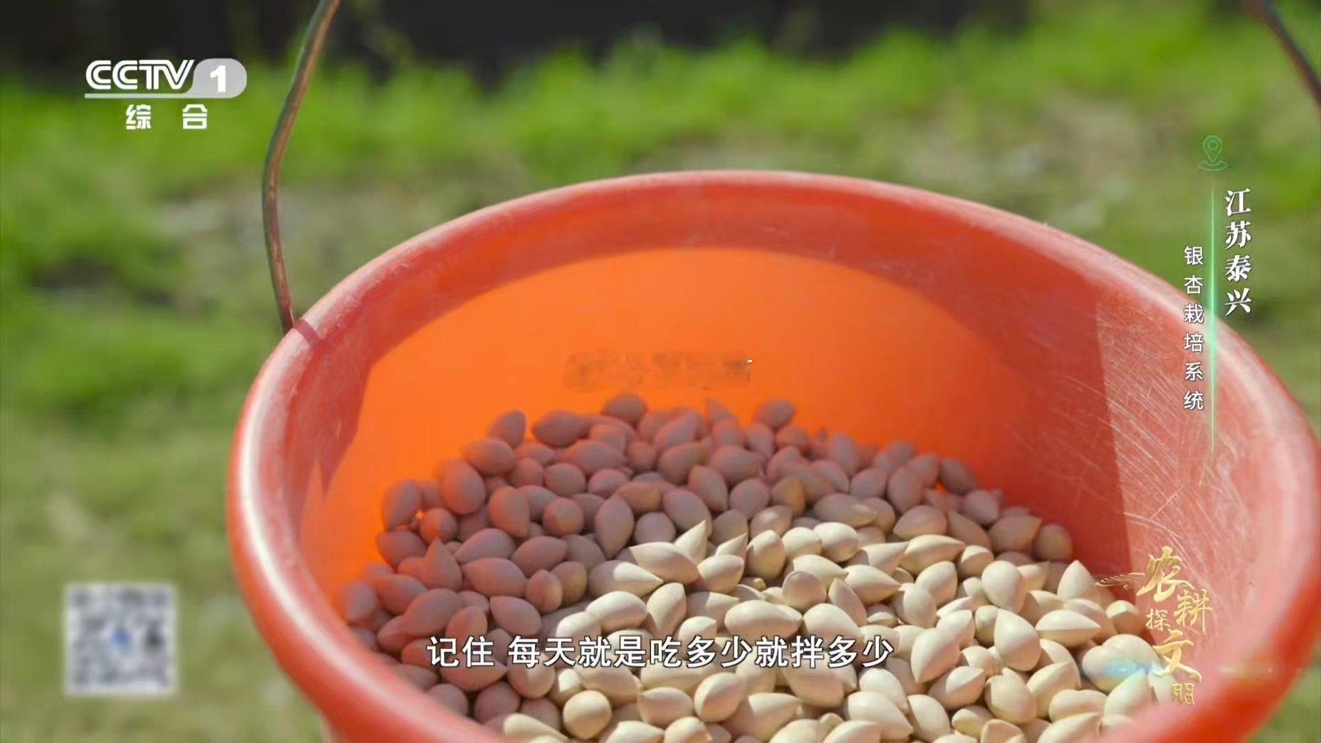 喂了银杏果鸡肉更鲜了 银杏果竟成养鸡“秘方”？泰兴人将药食同源的银杏果现拌现喂，