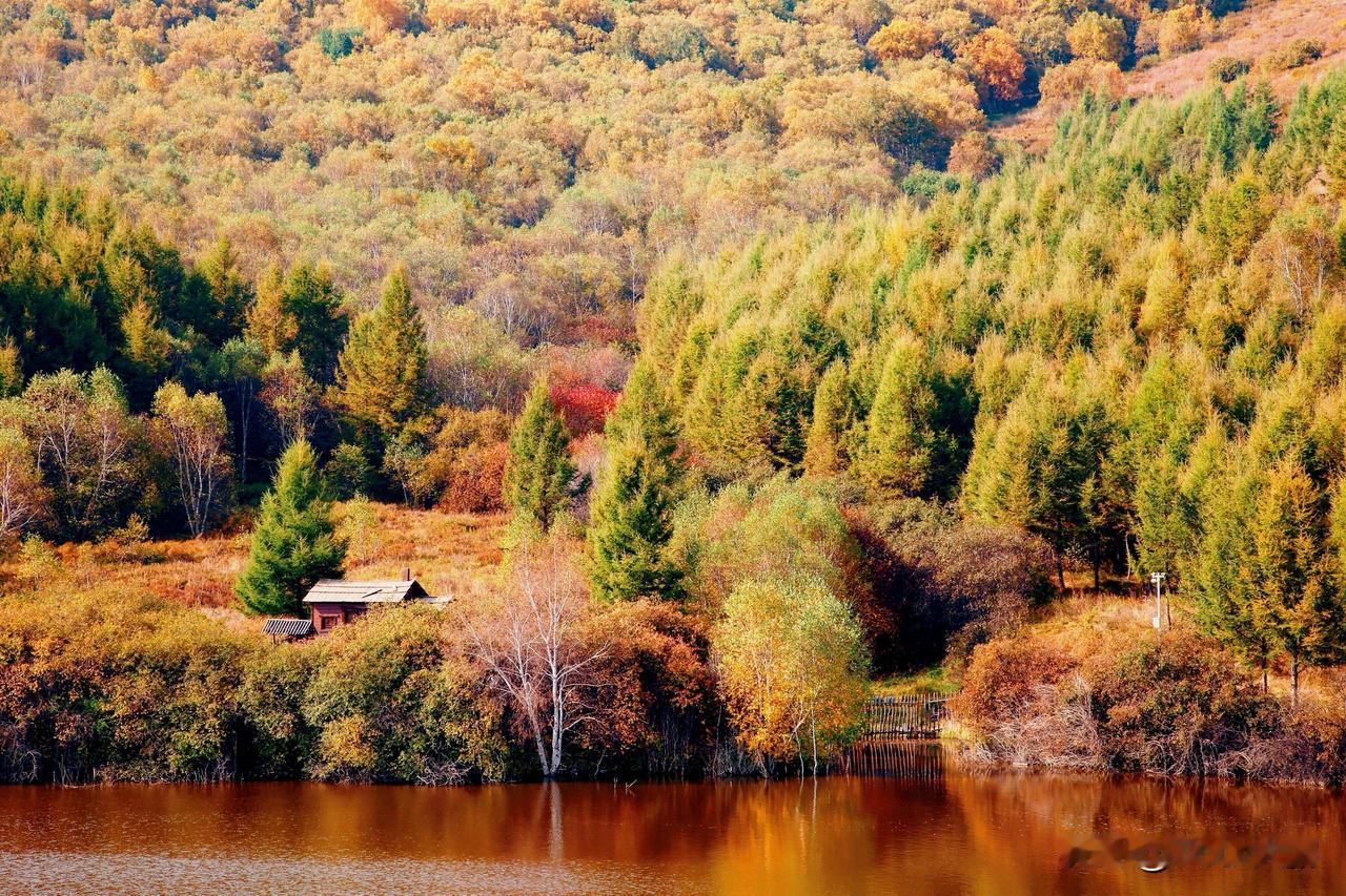 🍂北京周边藏着一片金色林海✨中秋十一赏秋必冲！
从北京自驾3小时🚗，就能抵达