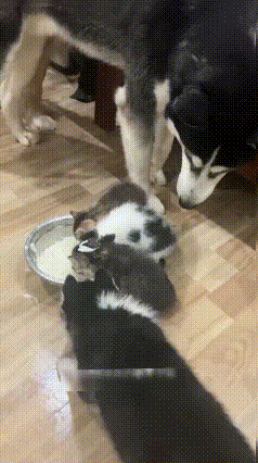 大二哈在线教育小二哈：不准欺负小奶猫！🤣
 
画面太有戏：三个软乎乎的猫崽专心