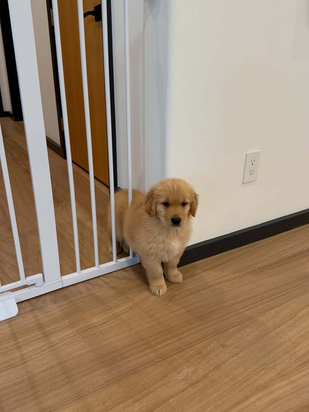 越狱失败的小狗 