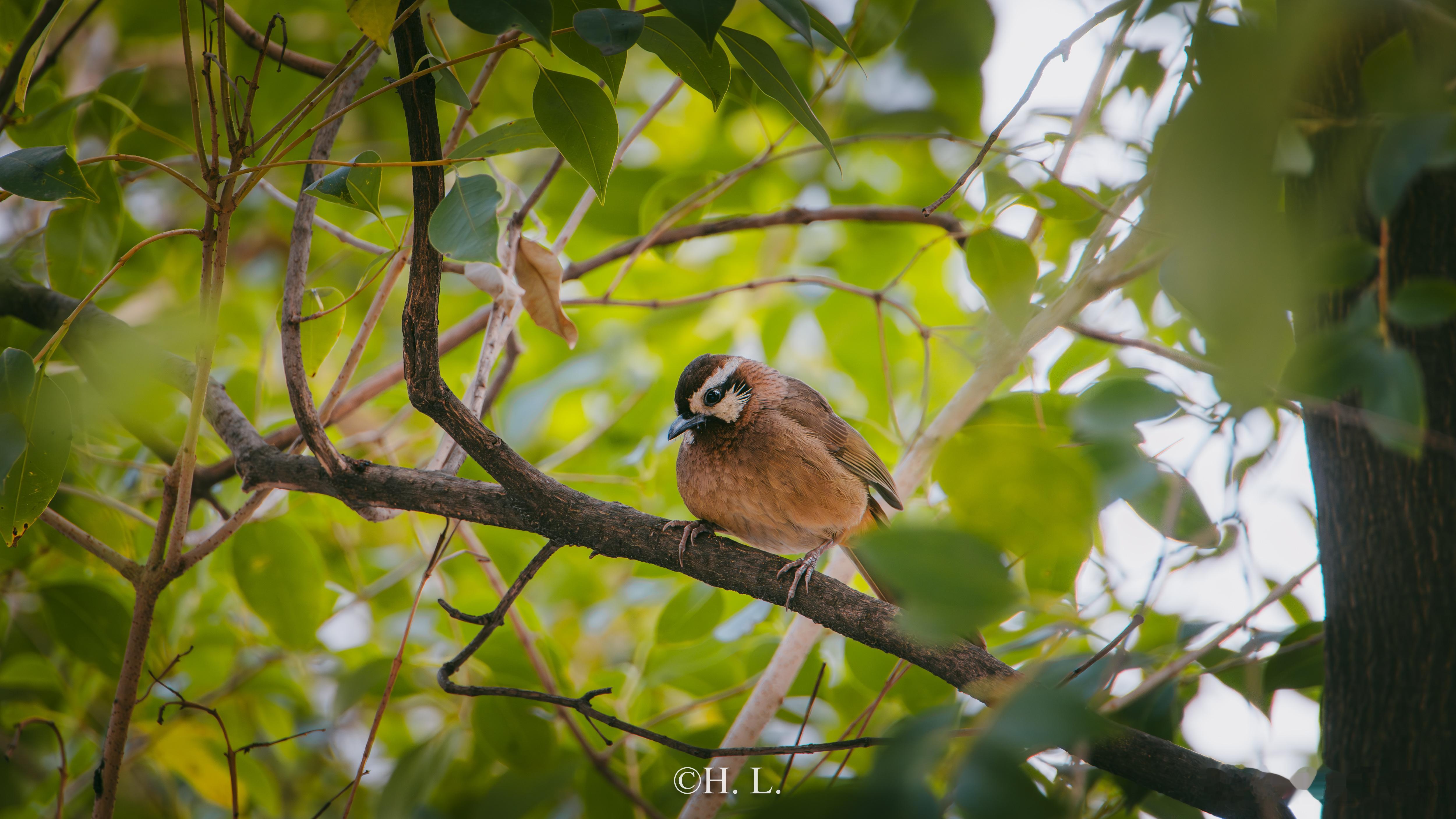 随拍白颊噪鹛，也就是俗称的土画眉（确实是画眉的亲戚，但叫声远不如画眉婉转）。它们