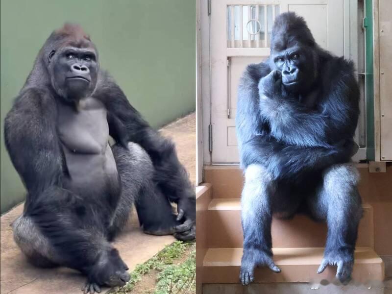 颜值不输“帅爸”！日本“猩二代”爆红，吸引超1800万网友围观海外新鲜事大猩猩 