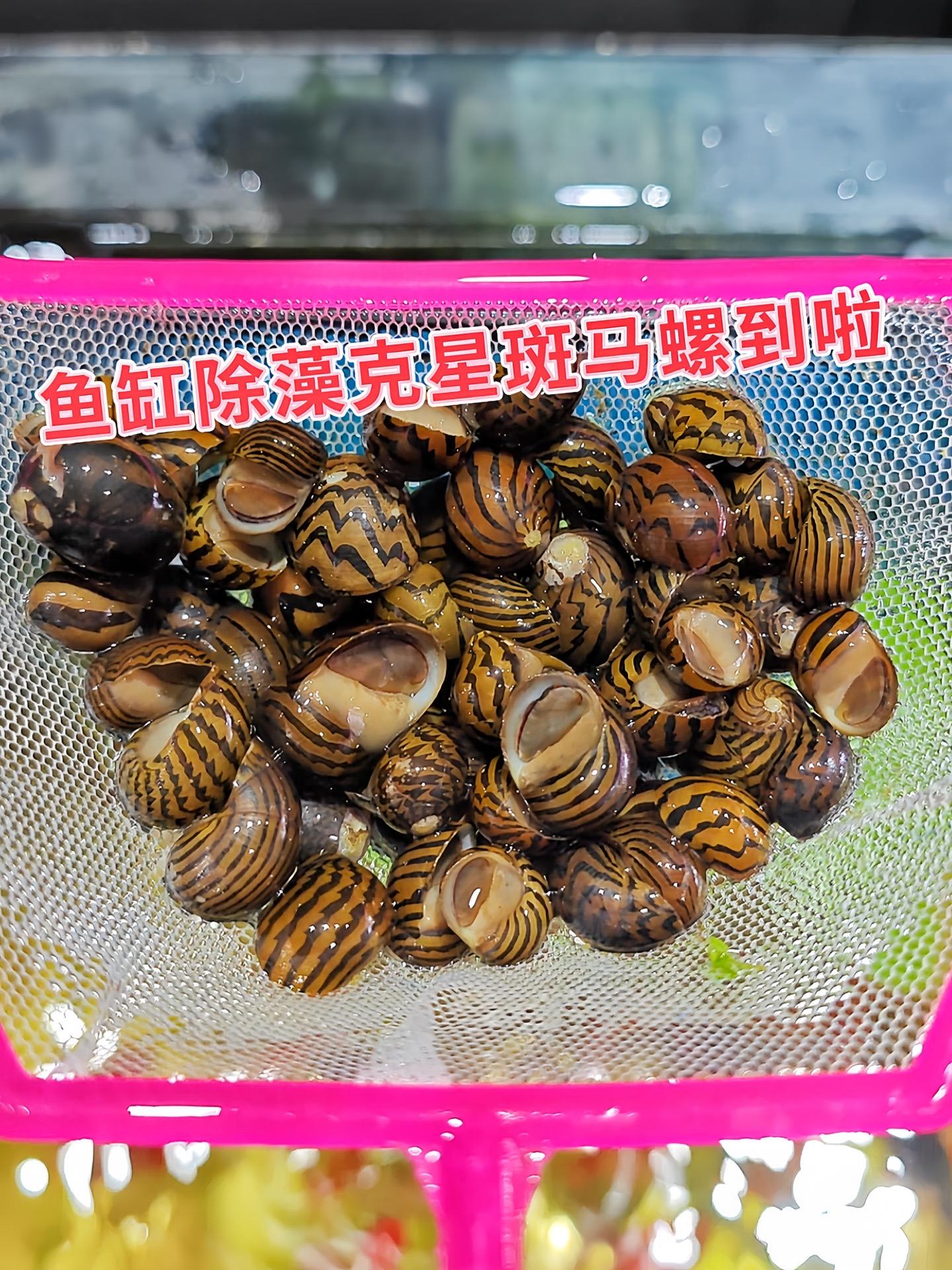 清洁：它食性杂，会刮食藻类，像褐藻、绿斑藻，能清洁缸壁和水草，维持水体...