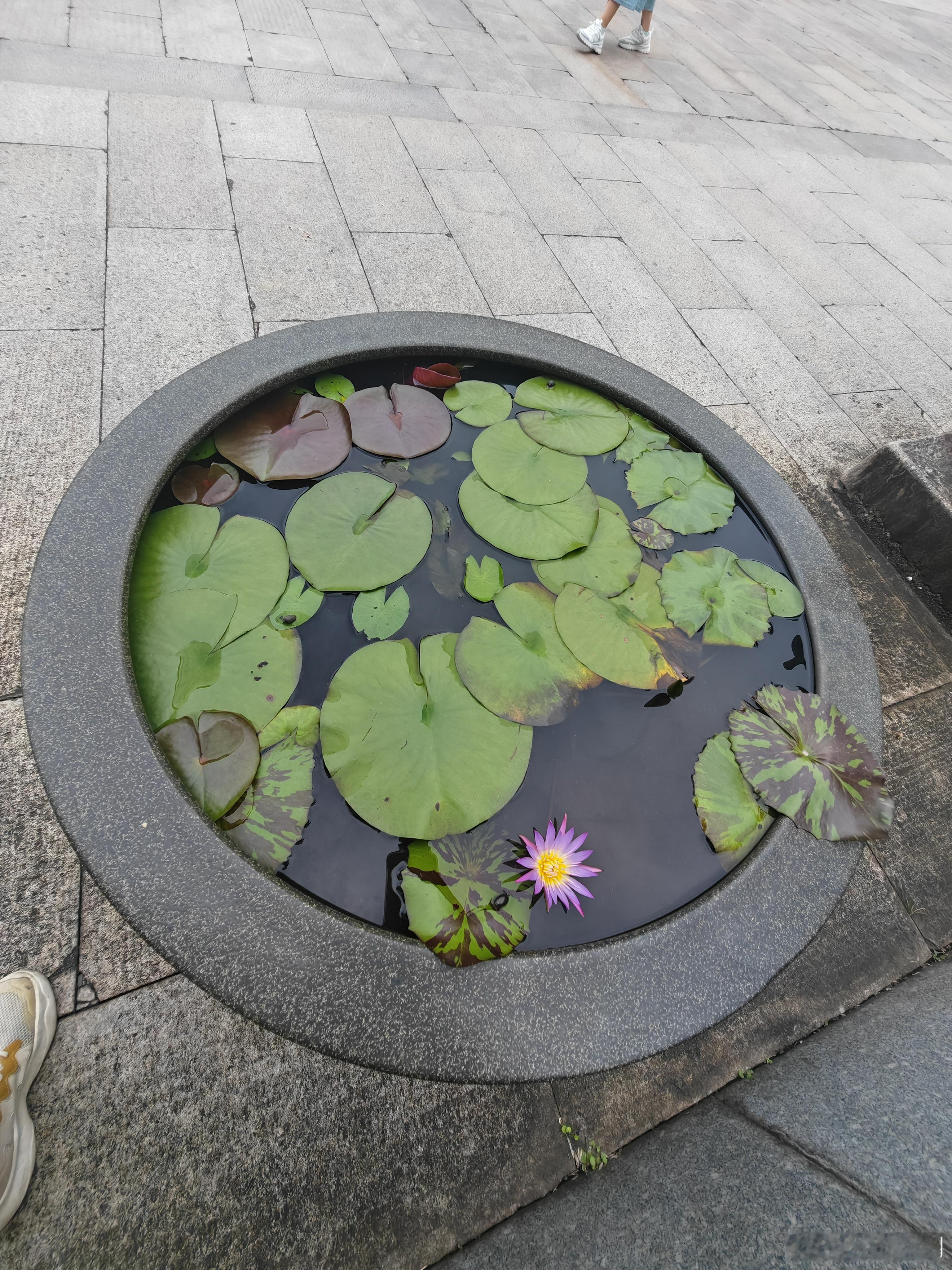 总被生活裹挟，不妨赴一趟南华之约。曹溪潺潺，洗去俗世焦虑；古柏苍苍，见证岁月沉淀