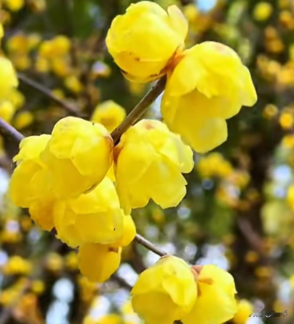“疏影横斜水清浅，暗香浮动月黄昏。”梅花，在任何词作家手里，都是引经据典的存在，